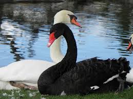 Black And White Swan Pin By Angela Berns On Cygnus Majestic Grace Swan Pictures Beautiful Swan Beautiful Birds