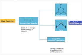 Check spelling or type a new query. Cellular Respiration Concept Map Definition Types And Steps