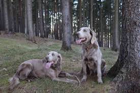 Image result for výmarský dlouhosrstý ohař