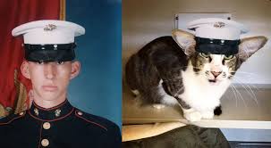 This is an international breeder list that includes breeders of both the oriental looking for oriental longhair cat breeders or oriental shorthair cat breeders, then take a look at this extensive list of cat breeders from the united. This Cat Looks Just Like Adam Driver Kylo Ren Imgur