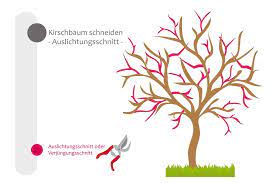 Die beste zeit süßkirschen zu schneiden, ist gleich nach oder noch während der ernte. Kirschbaum Schneiden Bebilderte Anleitung Fur Den Kirschbaumschnitt