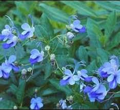 Image result for Rotheca