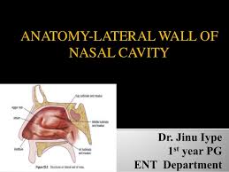 Learn vocabulary, terms and more with flashcards, games and other study tools. Anatomy Of Lateral Wall Of Nose