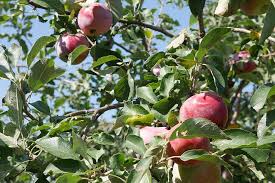 This tree is so prized for its fruit that its beauty in springtime is often overlooked. Hd Wallpaper Apple Tree Fruit Crabapple Tree Harvest The Harvest Autumn Wallpaper Flare