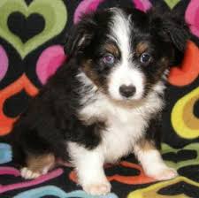 Looking for a miniature australian shepherd puppies for sale in usa? Toy Aussie Puppies Mini Australian Shepherd For Sale In Milton Florida Classified Americanlisted Com