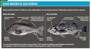 In Season Groundfish Changes California Saltwater Fishing