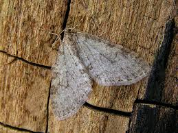 Image result for Trichopteryx