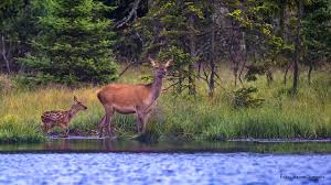 Zwischen bayerisch eisenstein und finsterau erstreckt sich der nationalpark bayerischer wald. Natur Im Nationalpark Bayerischer Wald