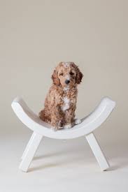 Lancaster puppies has the perfect goldendoodle for you from reputable breeders in pa and ohio. Medium Mini Petite Goldendoodle Puppies For Sale In Iowa Illinois And W Goldendoodle Puppy For Sale Mini Goldendoodle Puppies Cavalier King Charles Spaniel