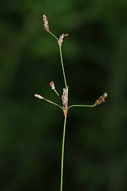 Image result for Bulbostylis densa