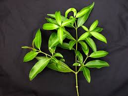 Image result for Rauvolfia nana