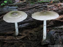 Image result for z p%u0159ednice jedovat 