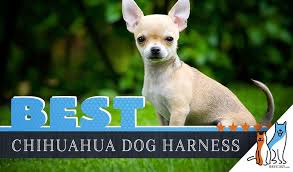 6 best dog harnesses for chihuahuas in 2019