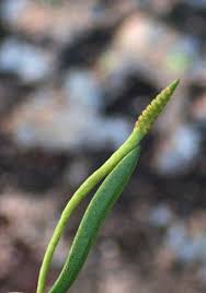 Image result for Ophioglossum richardsiae