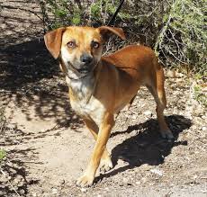 And, the best pet adoption ad ever created, for l.a. Chiweenie Dog For Adoption In Albuquerque Nm Adn 543338 On Puppyfinder Com Gender Female Age Young Chiweenie Dogs Chiweenie Dog Adoption