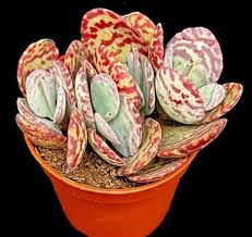 Image result for Kalanchoe marmorata