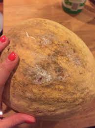 Allison Rockey On Twitter Help Twitter There S Some Mold On Outside Of My Cantaloupe Still Okay To Eat Or Do I Need To Toss Https T Co Ao5d2zjzpr Twitter