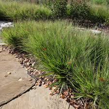 Image result for Eragrostis dinteri