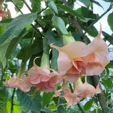 Angel's Trumpet 'Angel's Porcelain Pink' For Sale – Logee's Plants