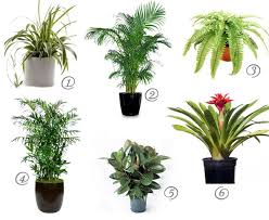 Cat Safe House Plants For Cleaner Air Cat Safe House Plants Safe House Plants Plants