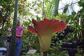 Stinky 'corpse flower' as the flowers unfold, they release their signature stench — the smell of decaying flesh — that attracts. Gym Socks And Rotten Steak Corpse Flower Blooms At Uc Garden Berkeley News
