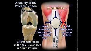 There are four ligaments in the knee that are prone to injury: Anatomy Of The Patellar Tendon Everything You Need To Know Dr Nabil Ebraheim Youtube