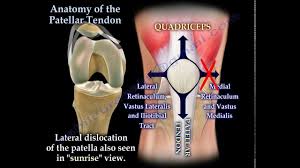 Both are made of collagen. Anatomy Of The Patellar Tendon Everything You Need To Know Dr Nabil Ebraheim Youtube