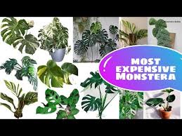 Variegated monstera most expensive plant. Monstera Most Expensive Varites Trending Houseplants Gehtv Youtube