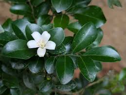 Image result for Murraya paniculata