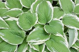 Funkia) is a genus of plants commonly known as hostas, plantain lilies and occasionally by the japanese name gibōshi. Hosta Francee The Garden Club Of Houston