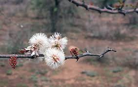 Image result for Acacia mellifera