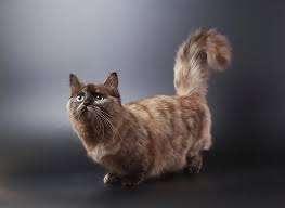 Adorable Munchkin Cat Gallery Lovetoknow Munchkin Cat Cat Breeds Munchkin Kitten