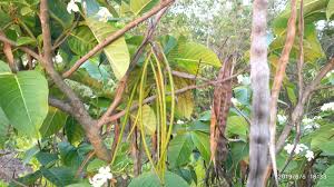 Image result for Holarrhena pubescens