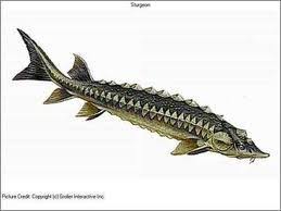 Sturgeon Skeleton Drawing Skeleton Drawings Sturgeon Scenery