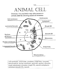 Plant cell coloring answer sheet. 32 Label Plant And Animal Cells Worksheet Labels Database 2020