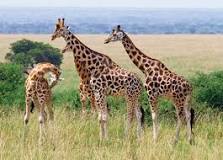 How Much Does Giraffe Cost In South Africa - 2022 | ZaR