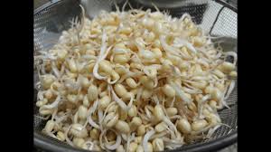 Ukuran 1 cup ini sama dengan 6,5 ons atau 180 gram ya. Cara Mudah Membuat Toge Kacang Hijau Sendiri Di Rumah Cara Membuat Kecambah Youtube