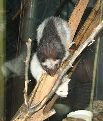 Top 50 Critically Endangered Animals In The Philippines Animals Endangered Animals Rat Species