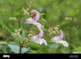 Image result for Impatiens gomphophylla
