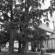 Die Orangerie Mit Riesigen Gingkobaumen Davor Kassel Bergparkwilhelmshohe Wilhelmshohe Sylt Syltliebe Pflanzen Gartengestaltung Resim Garten