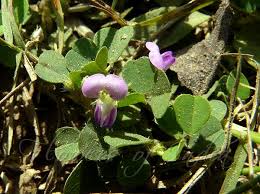 Image result for Grona triflora