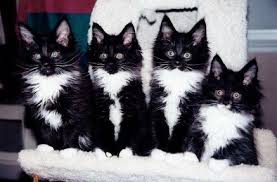 Black And White Tuxedo Cats For Sale Pin On I Love Tuxedo Cats