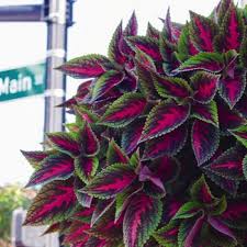 Image result for Coleus meyeri