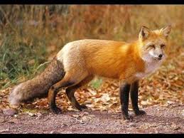 Red Fox Night Sound Sounds Like Screaming Lady Animals Beautiful Most Beautiful Animals Red Fox