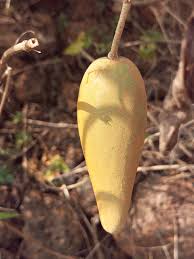 Image result for Marsdenia dregea