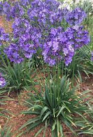 Agapanthus Buccaneer In Full Bloom If Well Looked After It Will Rebloom Throughout The Year Bred By De Wet Plant Breeders Plants Agapanthus Front Garden