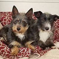 These pups are very well socialized. West Springfield Massachusetts Cairn Terrier Meet Rosie And Mary A For Adoption Https Www Adoptapet Com Pet 211 Cairn Terrier Cairn Terrier Mix Terrier
