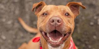 The formula contains a high amount of protein and omits fillers like soy, peas, corn, and wheat. The 8 Best Dog Foods For Pitbulls 2021 Reviews