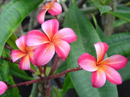 Image result for Kanahia laniflora