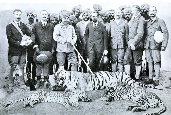 Cheetah: Did India's erstwhile nobility cause its wildlife's downfall? Apply nuance, some say
